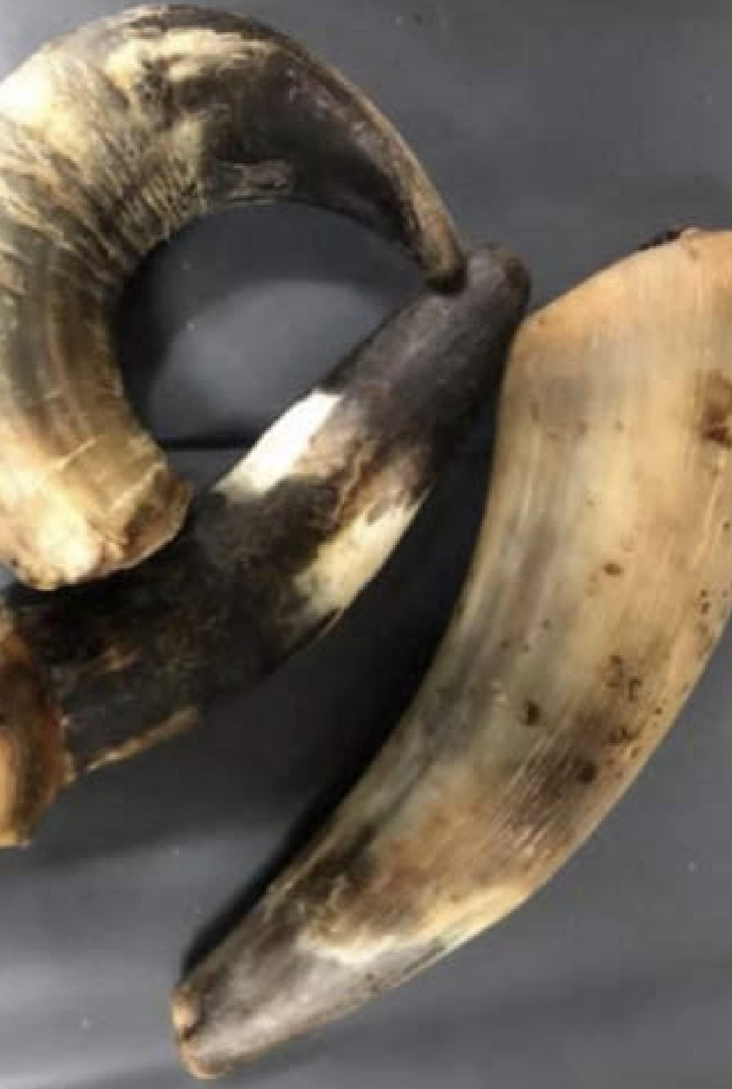 Ace Antlers Buffalo Horn for Dogs (XXL 400500g Piece) Natural, Long