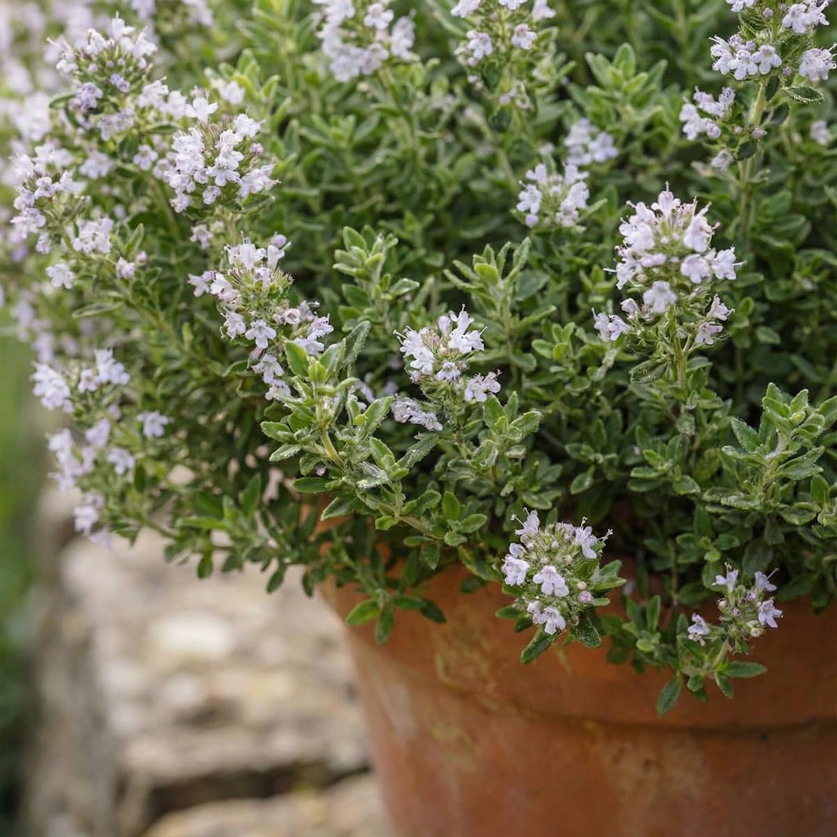 Bloomique - Set di 6 - Thymus vulgaris - Timo vero - Resistente all'inverno - Piante da balcone - Piante aromatiche - Profumate - Altezza 10-20 cm - Vaso 9 cm