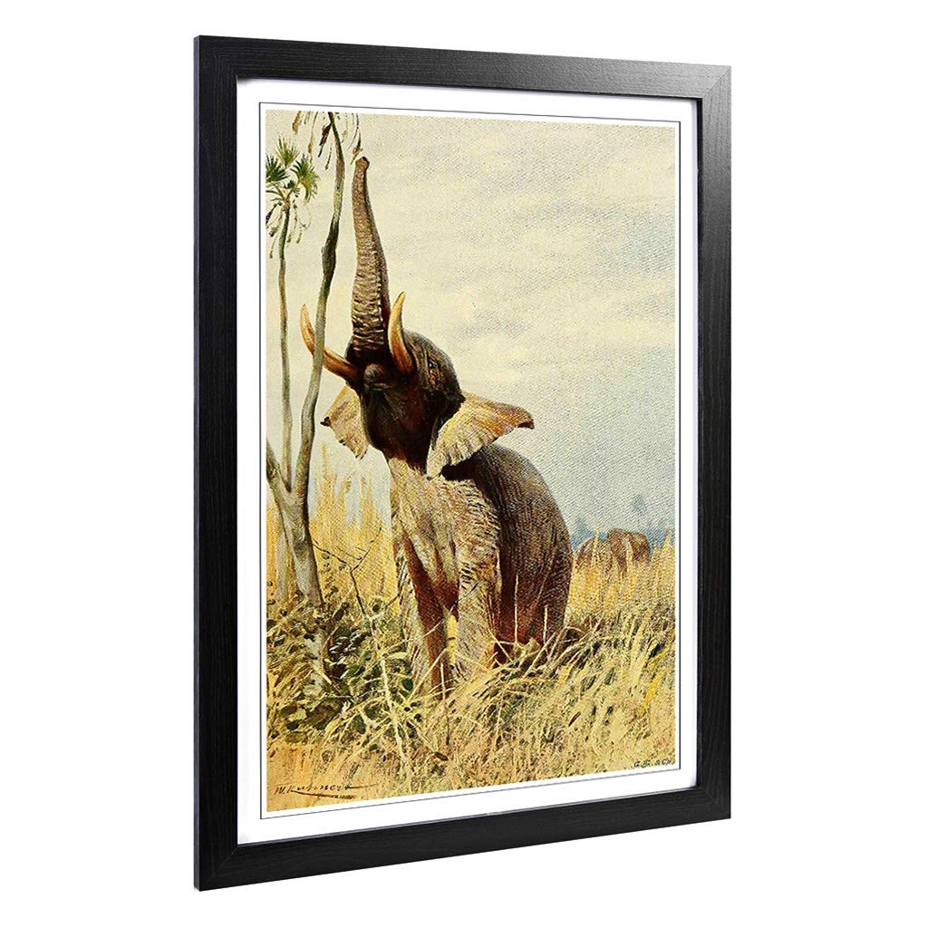 Big Box Art Framed Print of Vintage W Kuhnert African Elephant Design | Wall Art Picture | Home Decor for Kitchen, Living Room, Bedroom, Hallway, Black, A2 / 24.5x18 Inch / 62x45cm
