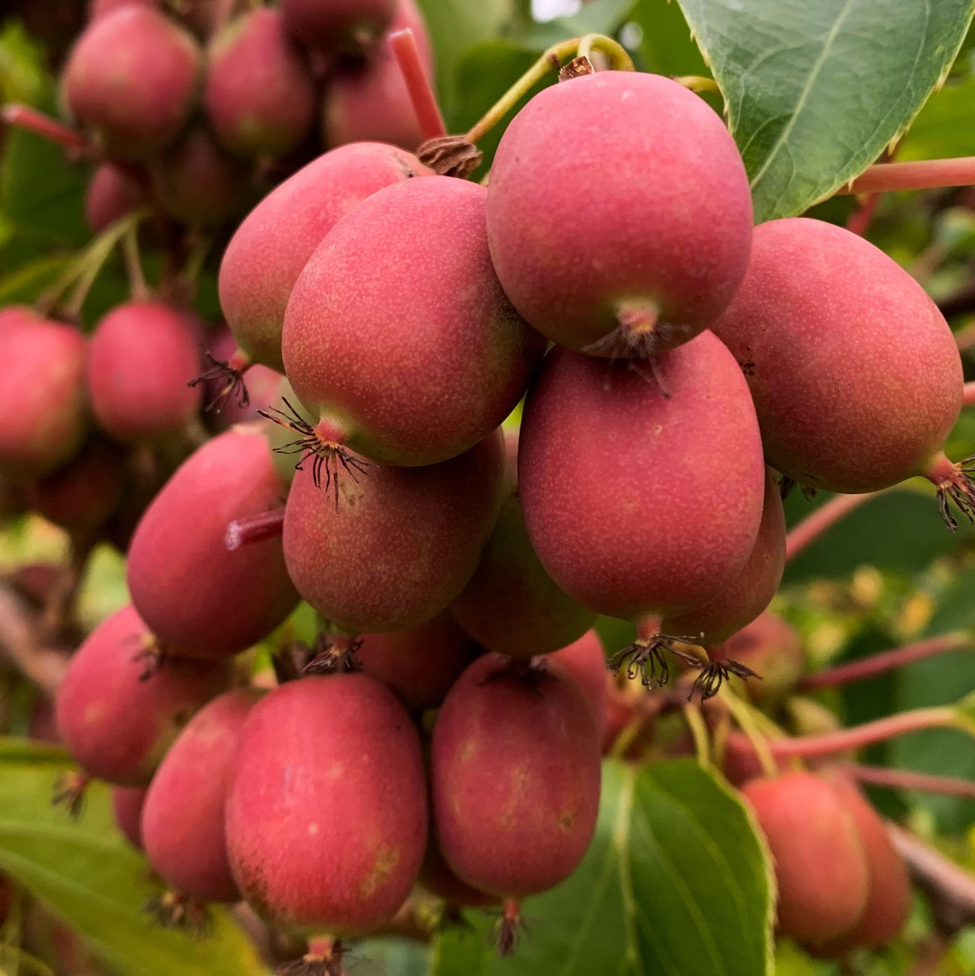 Baumschule WEDROWSKI W Actinidia Mâle Weiki 1L Plante De Jardin, Arbres