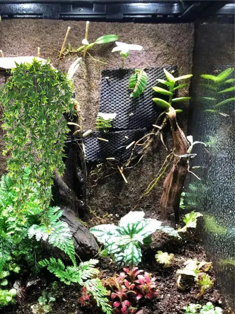 Bearded Dragon Tank Accessories 2-Pack Reptile Hanging Vines - Main Image