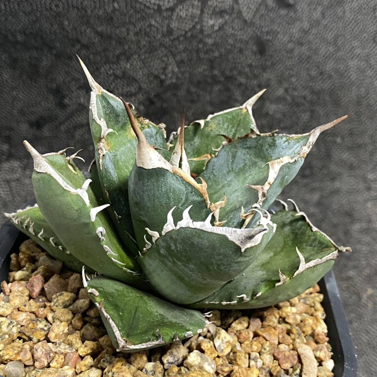Amazon.co.jp: 多肉植物 アガベ チタノタ SAD 美株 発根済 : DIY・工具 