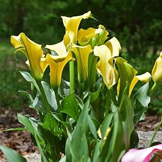 Calla Lily Bulbs UK,Hardy Perennial,Ornamental Flowers,Garden Flowers,Plant Bulbs,Wedding Flowers-4 Bulbs-A