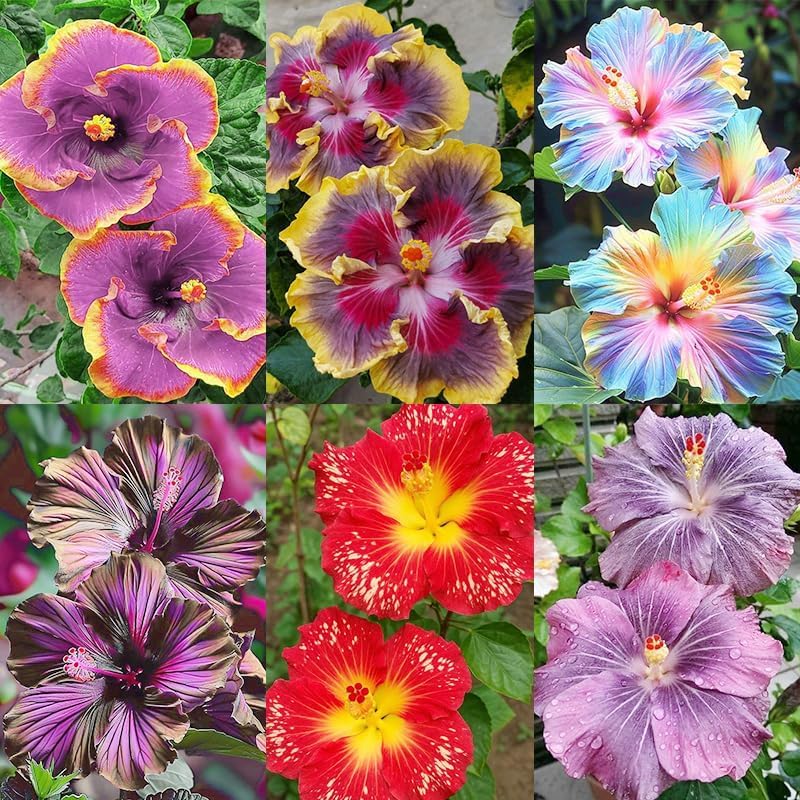 Exotic Hibiscus Flower Seeds, 30pcs, Striking Dark Tones, Drought-Tolerant, Partial Shade, for Outdoor Landscaping and Containers