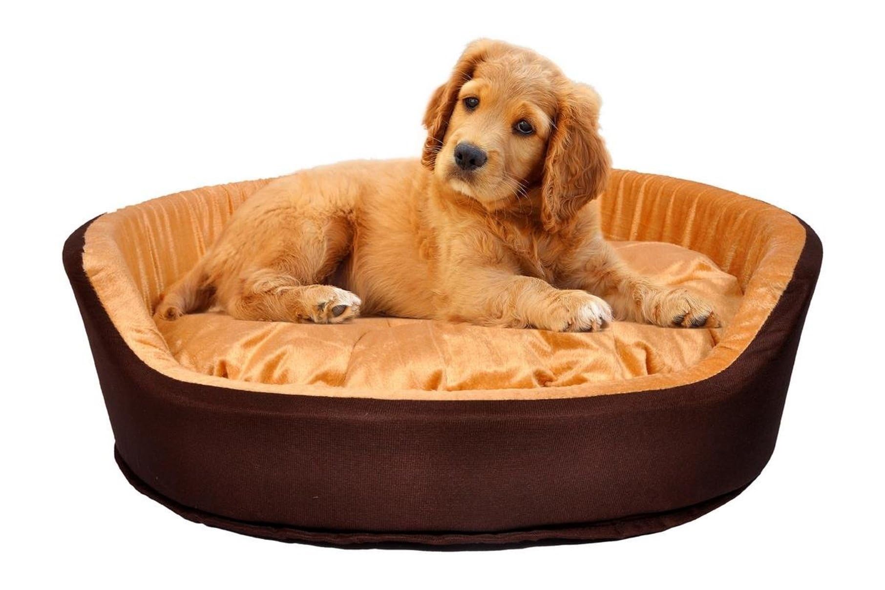 See full amazon price history chart for slatters be royal store Velvet Round Shape Reversible Dual Ultra Soft Bed for Dog/Cat (L, Golden & Brown) slatters be royal store Velvet Round Shape Reversible Dual Ultra Soft Bed for Dog/Cat (L, Golden & Brown) (B0D16YPWFB) Amazon Price History, Amazon Price Tracker