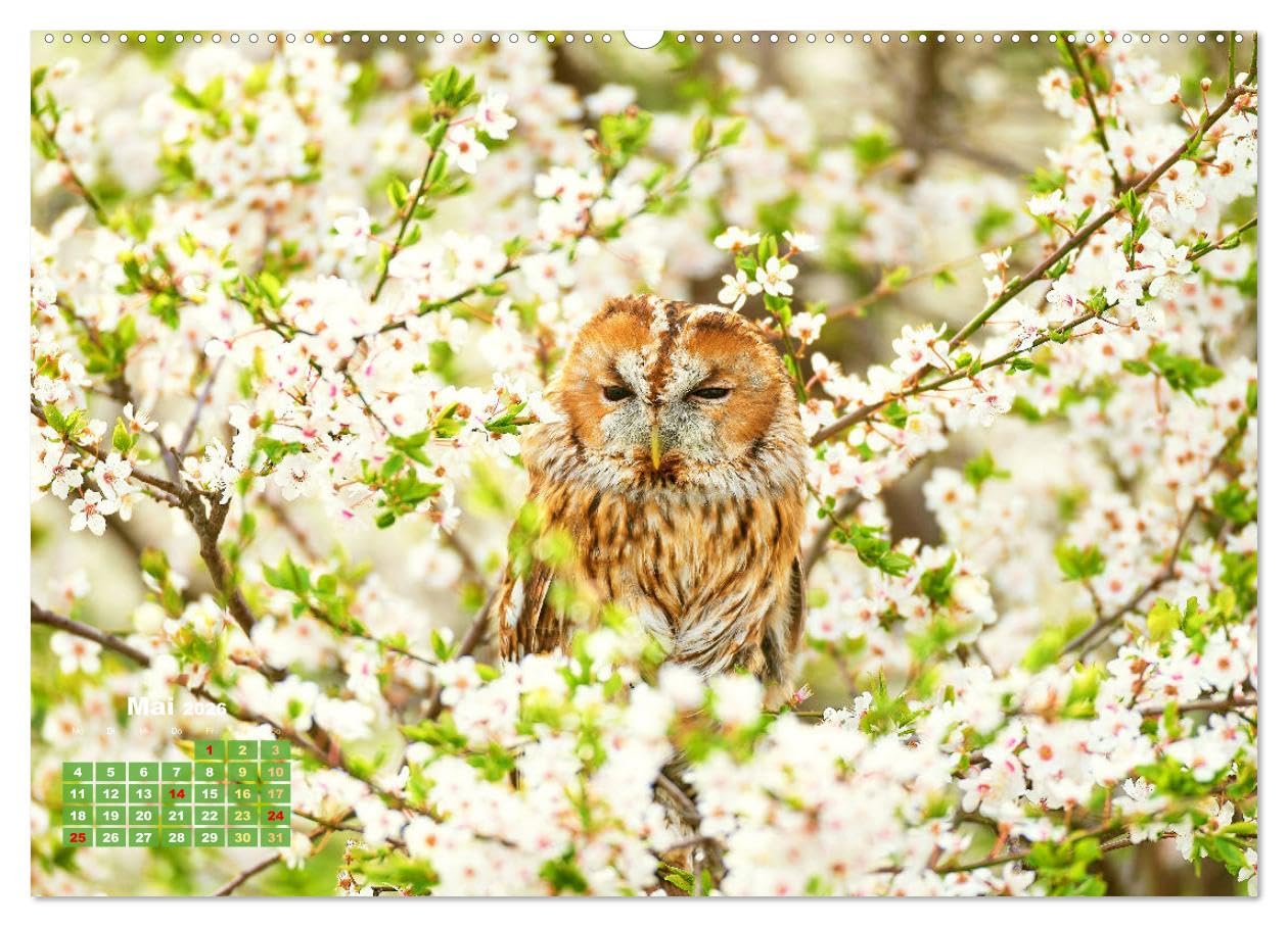 Vögel in unserer Heimat: Kiebitz, Wiedehopf und Turteltaube (hochwertiger Premium Wandkalender 2026 DIN A2 quer), Kunstdruck in Hochglanz: ... Vogelfreundes höher schlagen (CALVENDO Tiere)