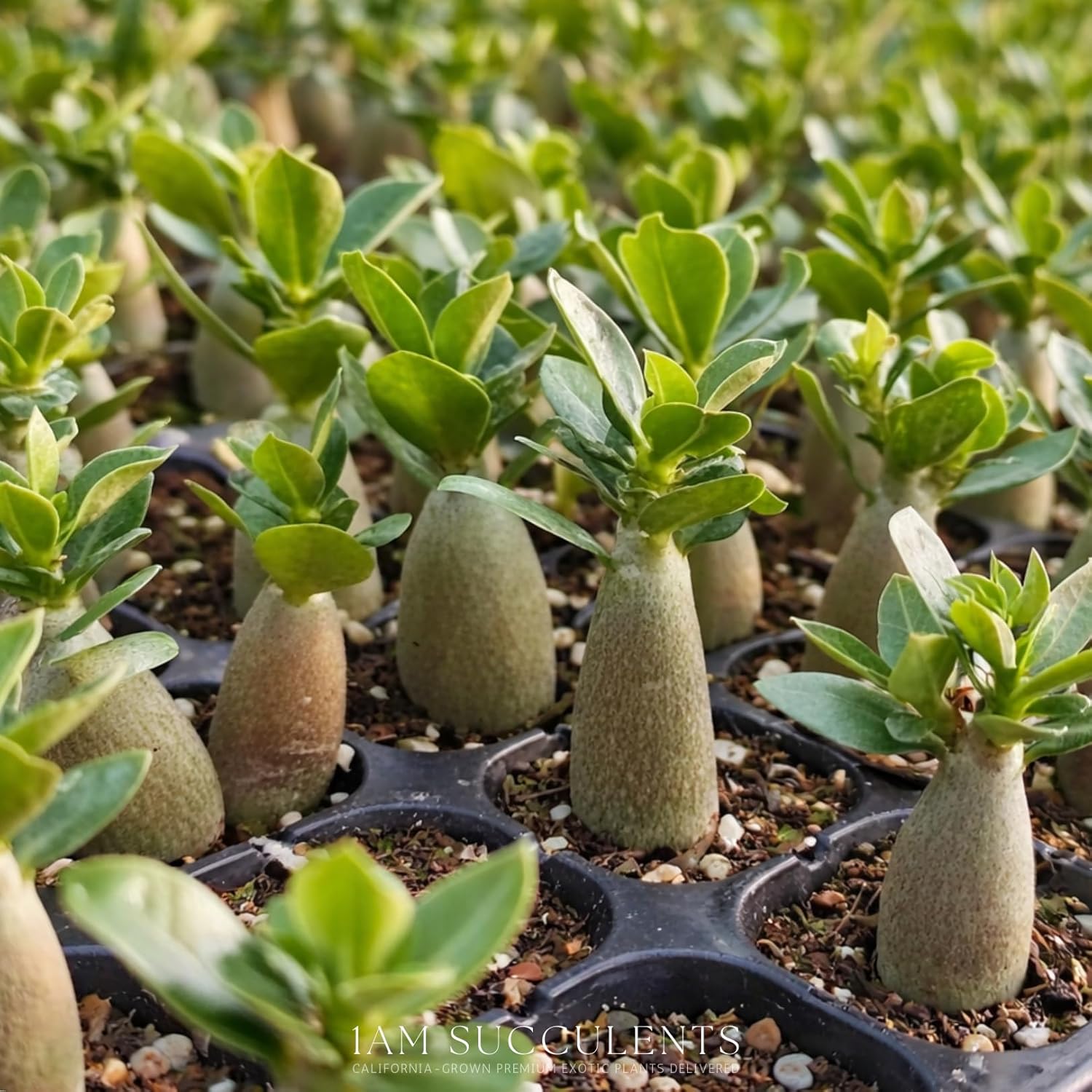 Adenium Obesum Desert Rose Live Plant – Flowering Caudex Succulent – Pink White Blooms – Indoor Outdoor Bonsai-Style Plant (Pack of 6)