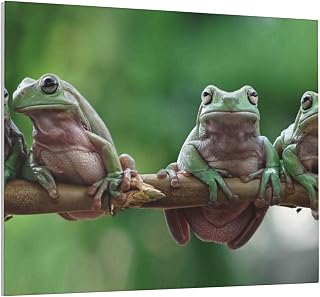 Salelf Australian White Tree Frog Sitting on Branch Print Modern Canvas Wall Art Prints Artwork Abstract Seascape Poster for Room Bedroom Living Room Bathroom Home Decor