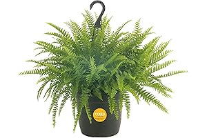 Mowaven Ferns: Liven Up Your Space with Vibrant Boston Ferns