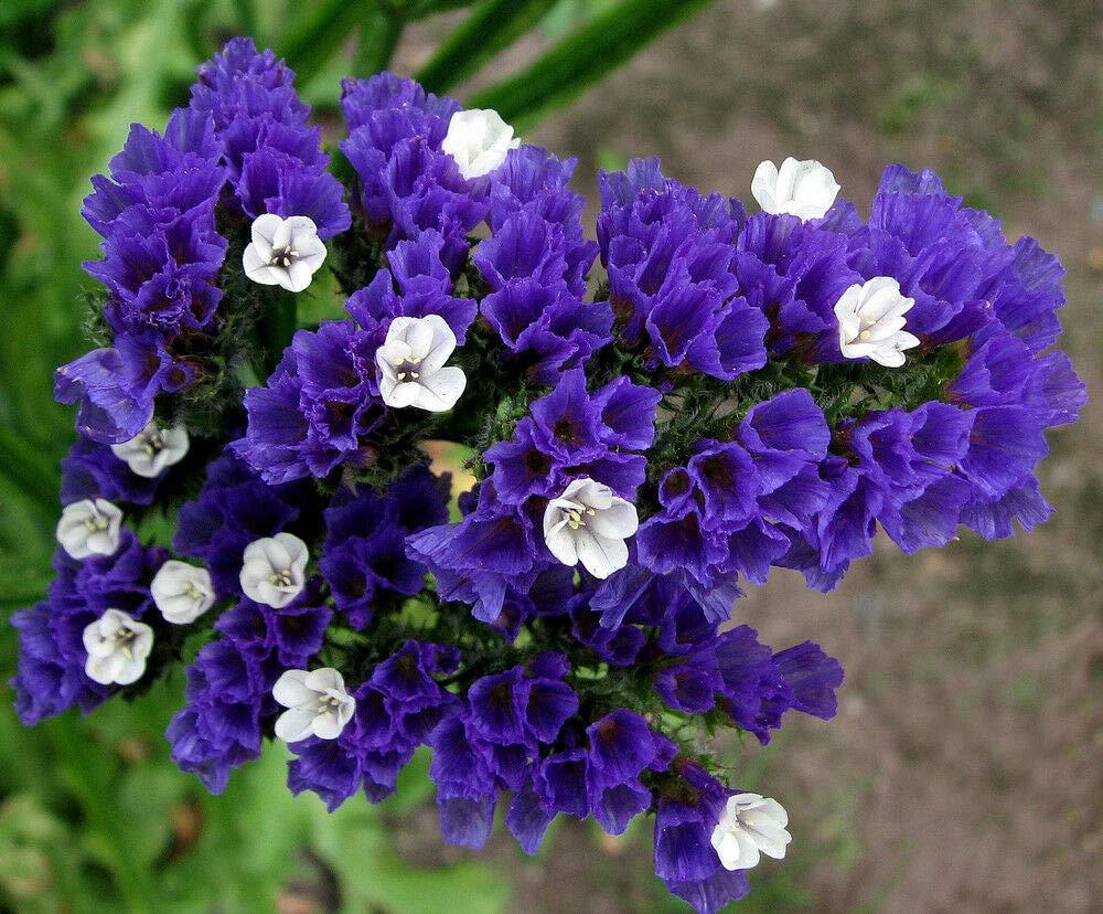 100 Seeds of Statice Blue Sea Lavender Dry Flower (Limonium Sinuatum)
