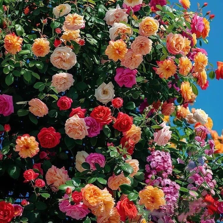 Radha Krishna Agriculture® Climbing Rose Flower Seeds for Home and Kitchen Gardening Pack of 100 seeds (ALLCOLOR MIXED)