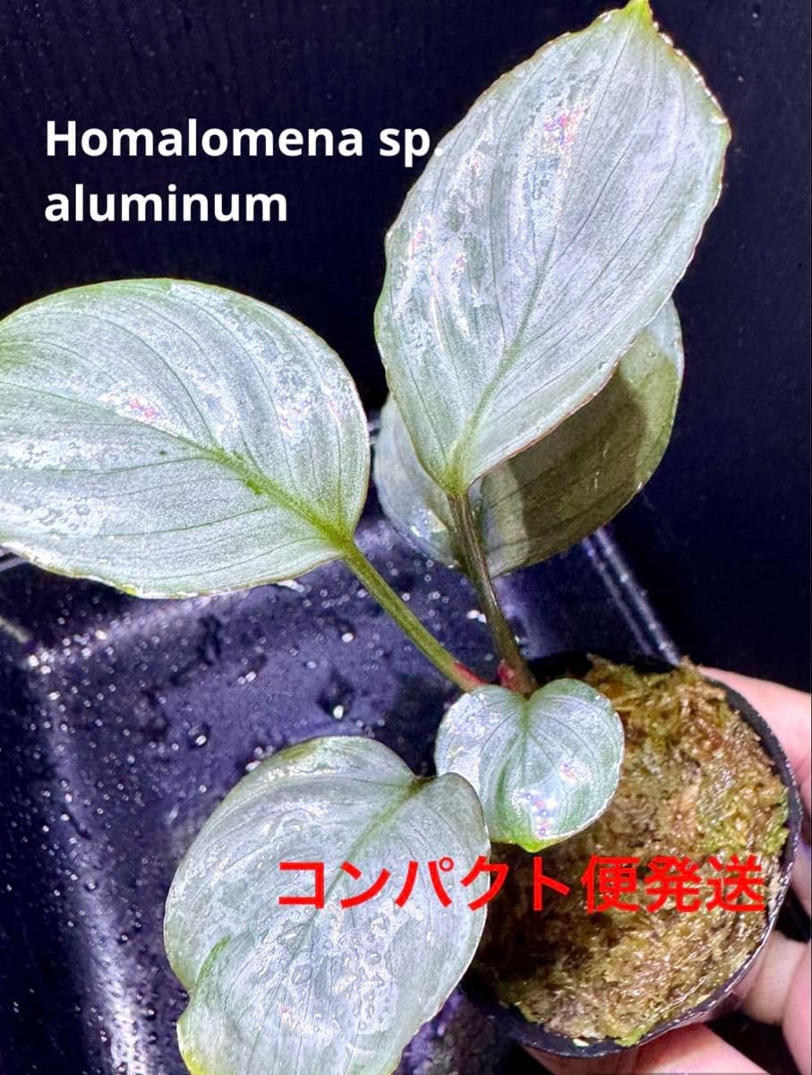 Amazon.co.jp: Homalomena sp. aluminum ホマロメナ Amazon.co.jp: Homalomena sp. aluminum ホマロメナ
