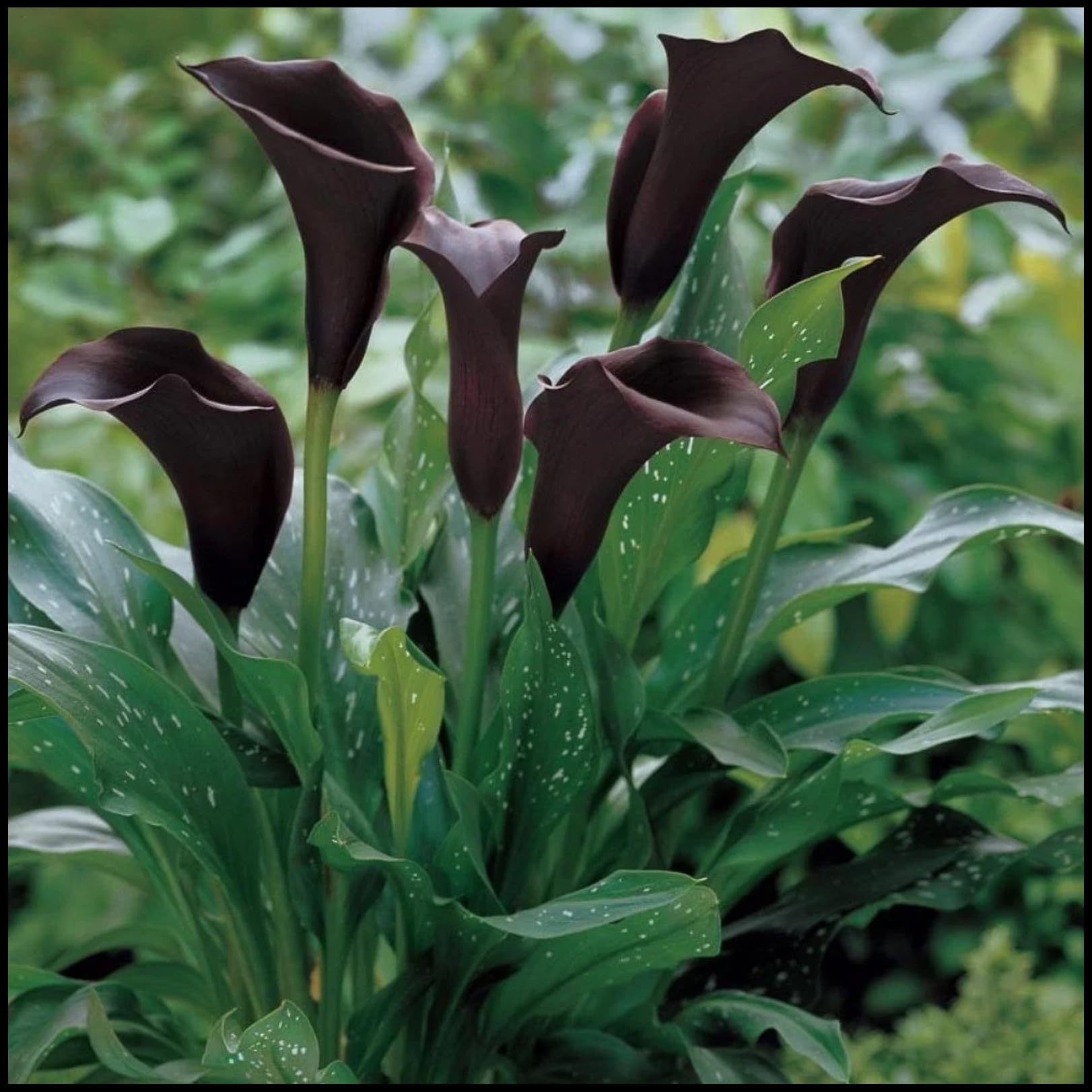 Calla Lily Bulbs for Planting Now UK Ornamental Perennial Excellent Display Plant Bulbs Good for Containers Natural Organic Easy Plant Perennial Greening Flower-10bulbs-B