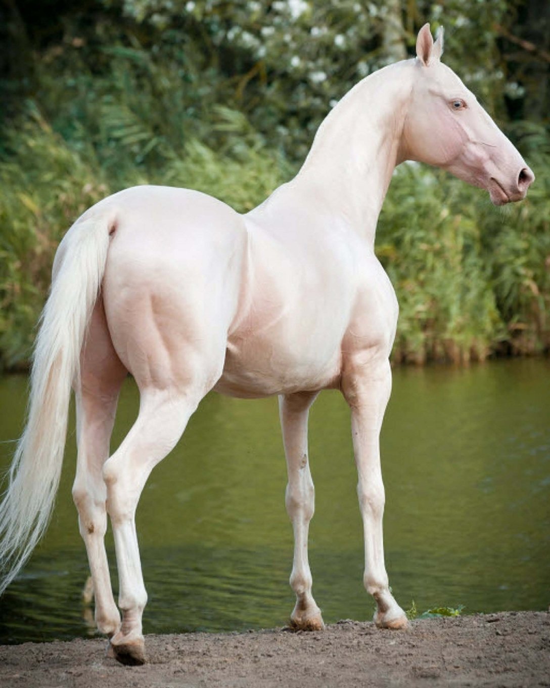 Akhal-Teke: Artified Pets Horse Journal/Notebook/Diary with Wraparound Cover Image