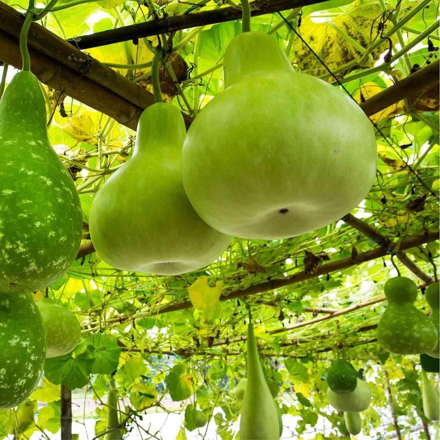 20 Seeds - Giant Calabash Bottle Gourd Seeds for Planting | Rare Birdhouse Gourd | Craft Calabash Asian Buddha Squash | Wine Bottle Gourd Squash Vegetable Seeds -