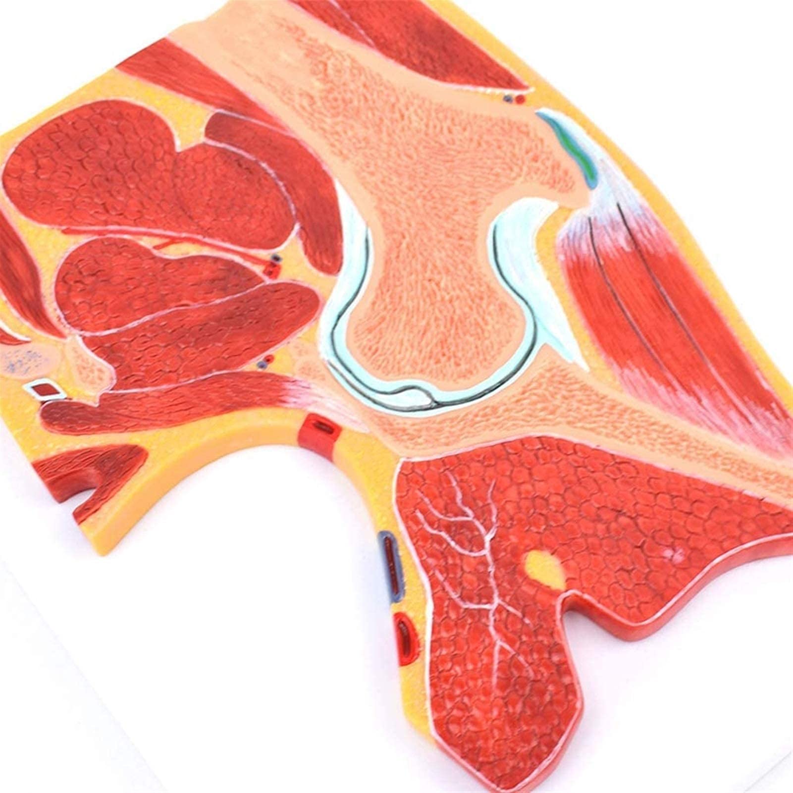 Model anatomiczny, model bioder, struktura mięśni szkieletowych, ortopedyczne stawy, nauczanie, dekoracja medyczna, statuetka, modele medyczne i materiały edukacyjne do medycznego modelu szkieletu