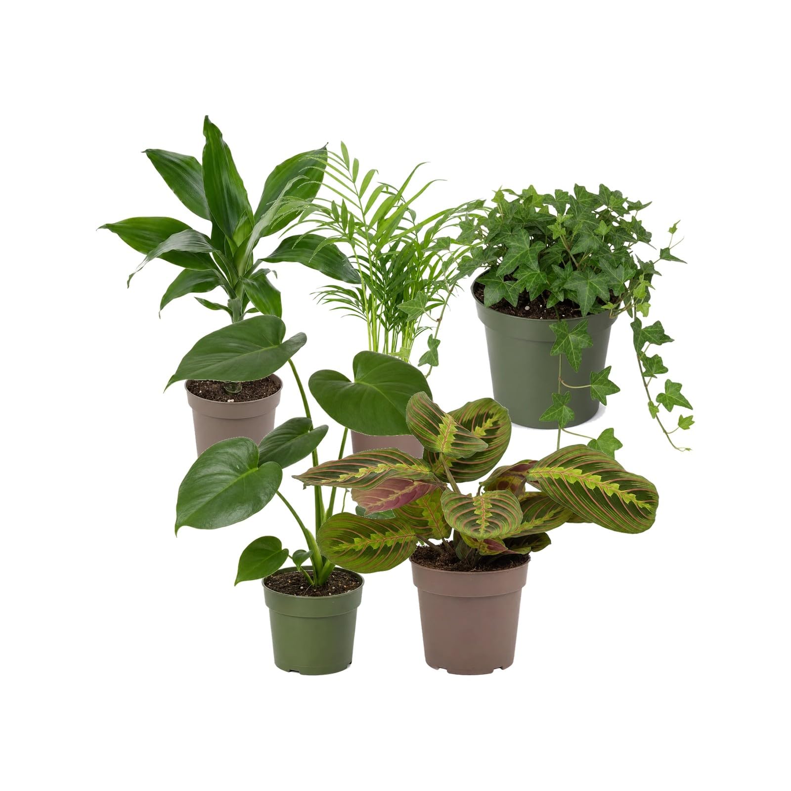 DECOALIVE Pack 5 Plantas de Interior para Exposición Botánica Interior
