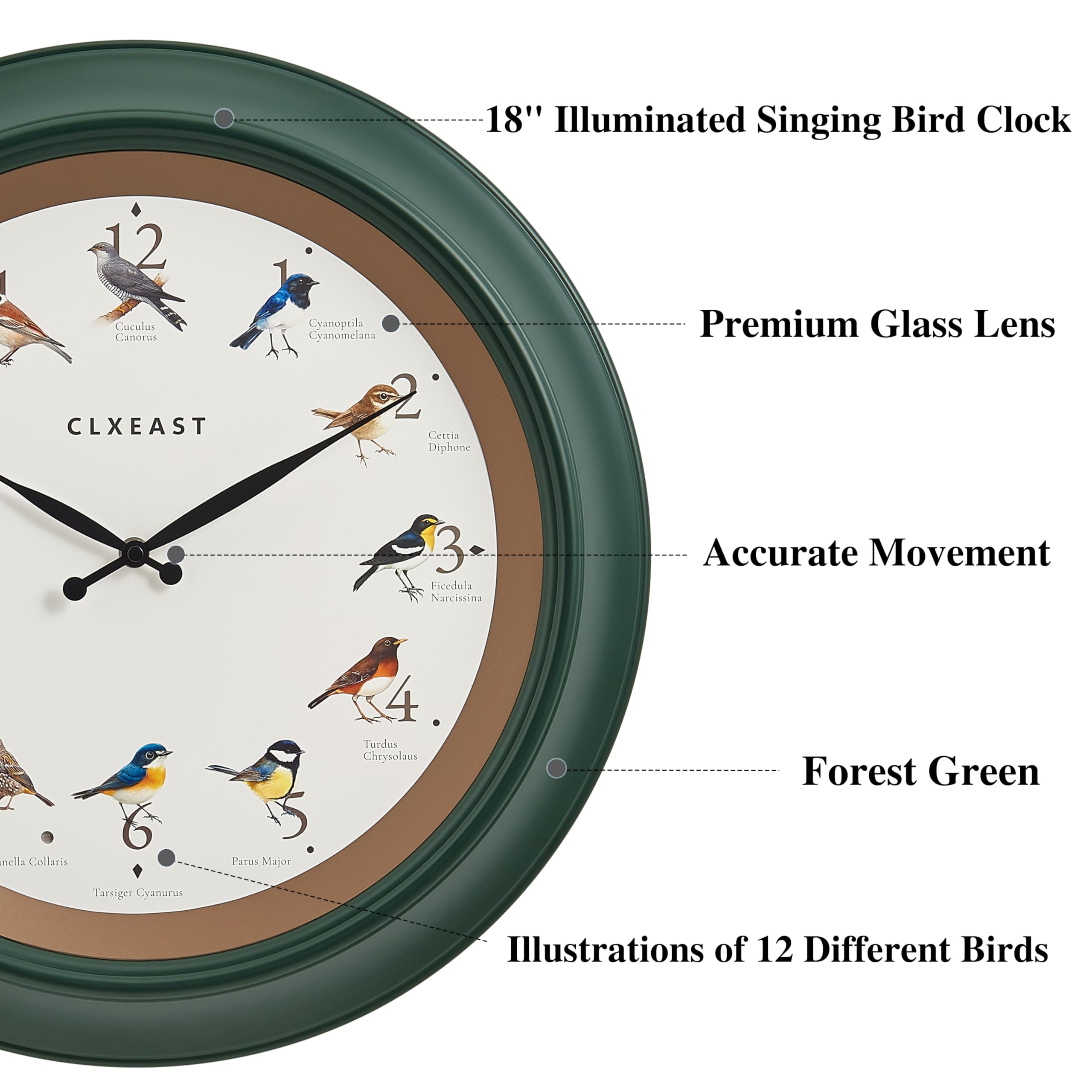 CLXEAST Reloj de pared de pájaro cantando de 45,7 cm, luz nocturna iluminada, acabado verde bosque