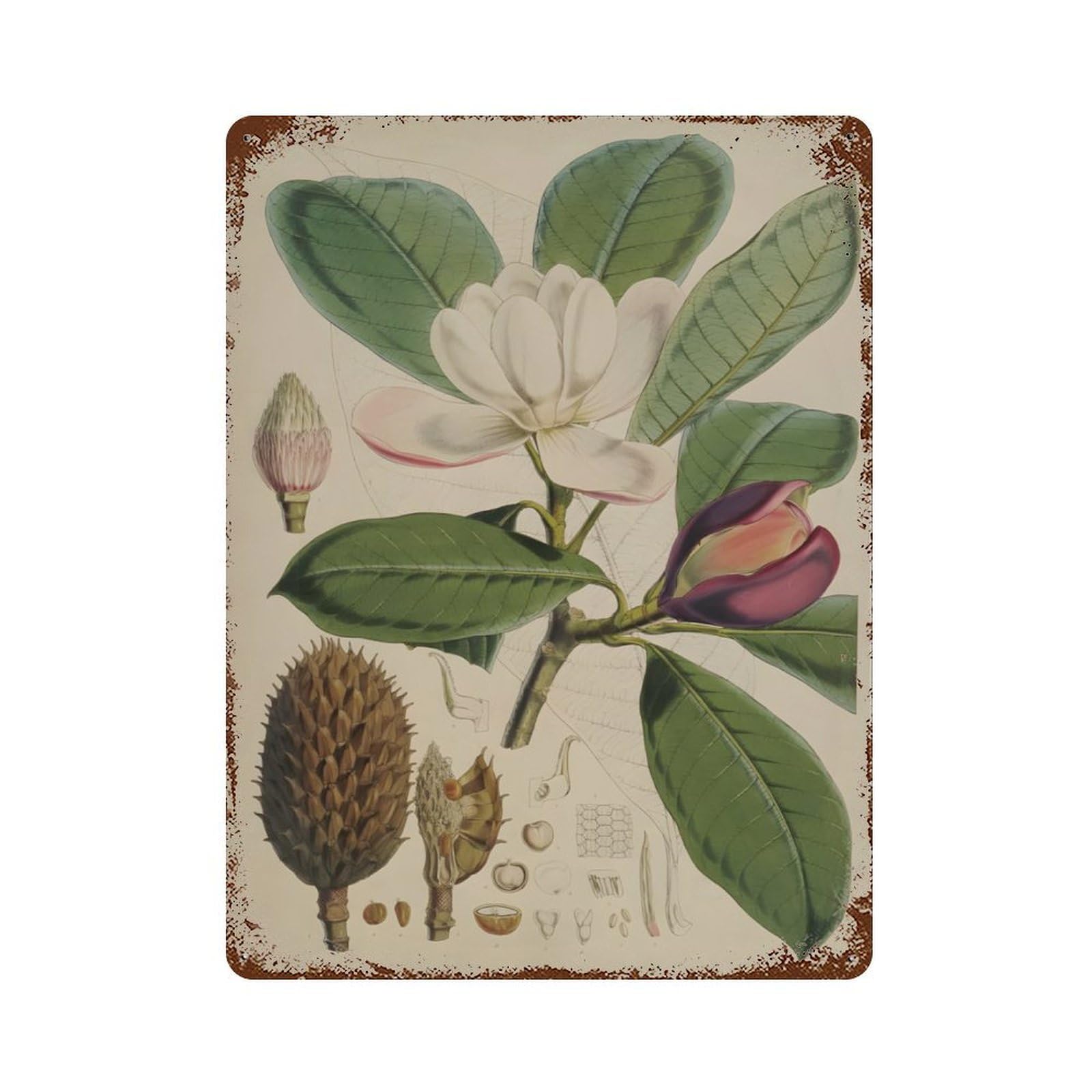 xiaoxiaoshen Nature Magnolia Botanical Paintings Wall Decor Art Metal Tin Poster Modern Home Decor Art Home Bar Shop Decorations Vintage Sign 40x30cm