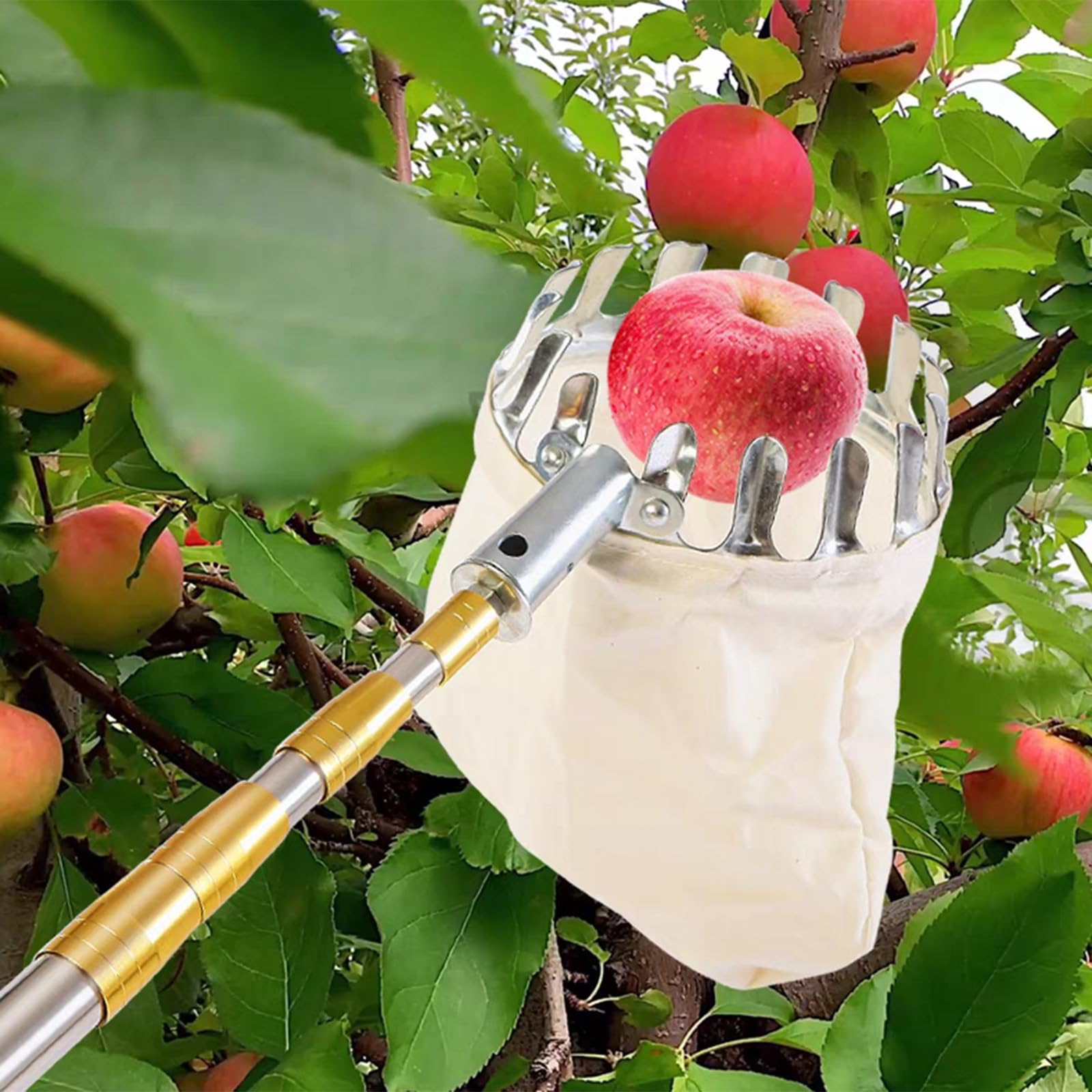 Obstpflücker mit Teleskopstiel Apfelpflücker aus Edelstahl Kirschenpflücker mit Beutel Obstsammler Diameter 15 cm Pflaumenpflücker Obstgreifer Einfach zu Montieren