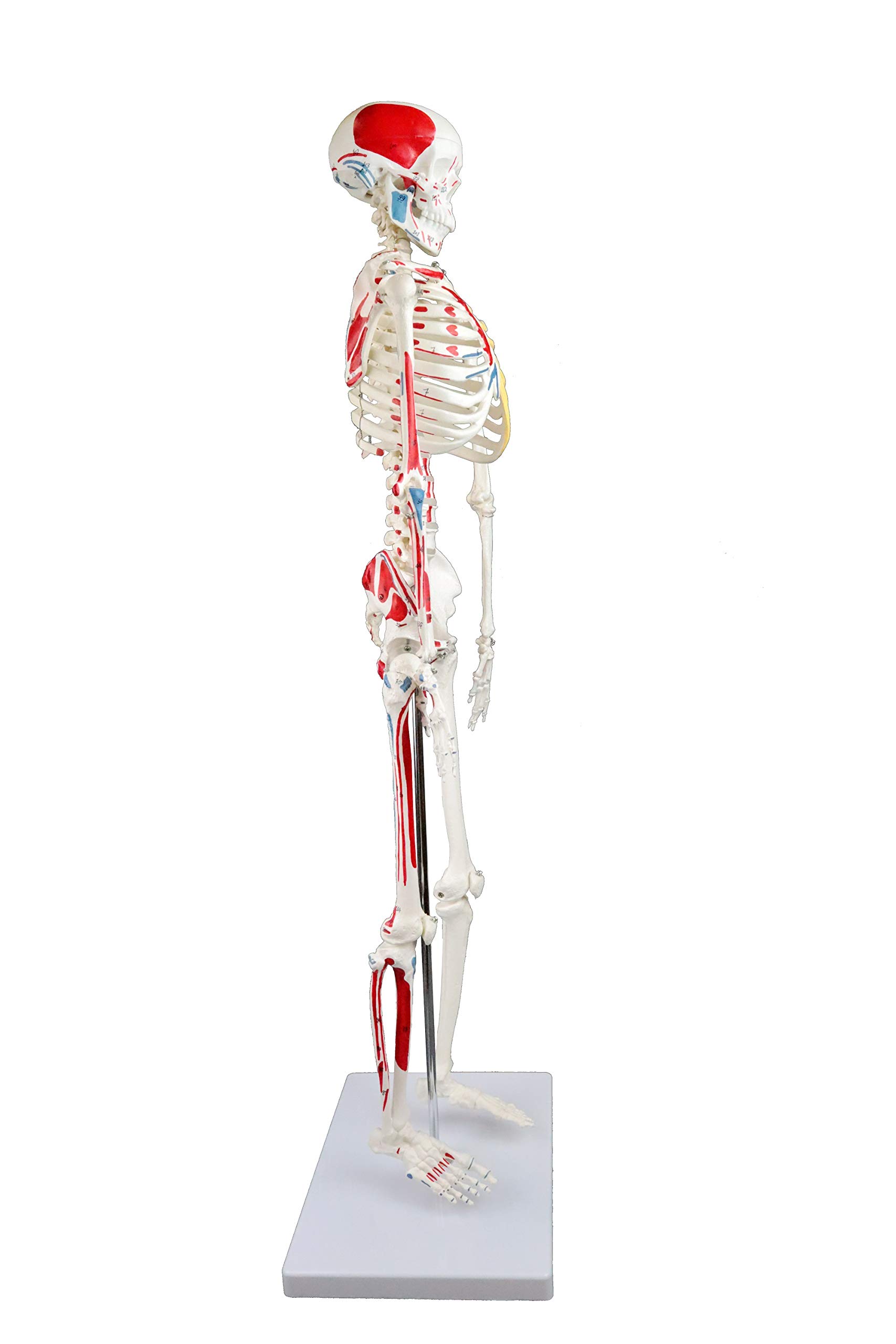 Science Resource E08140 Half Size Human Skeleton – 33” with