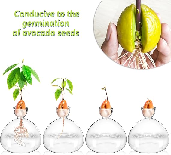 simarro Avocado Vase, Avocado Seed Starter Vase