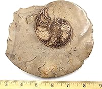 Vista 4 de Fósil de amonita 5 1/2 pulgadas #17585