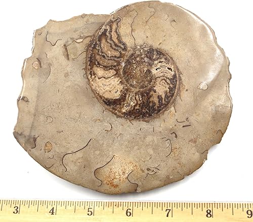Miniatura 4 de Fósil de amonita 5 12 pulgadas #17585