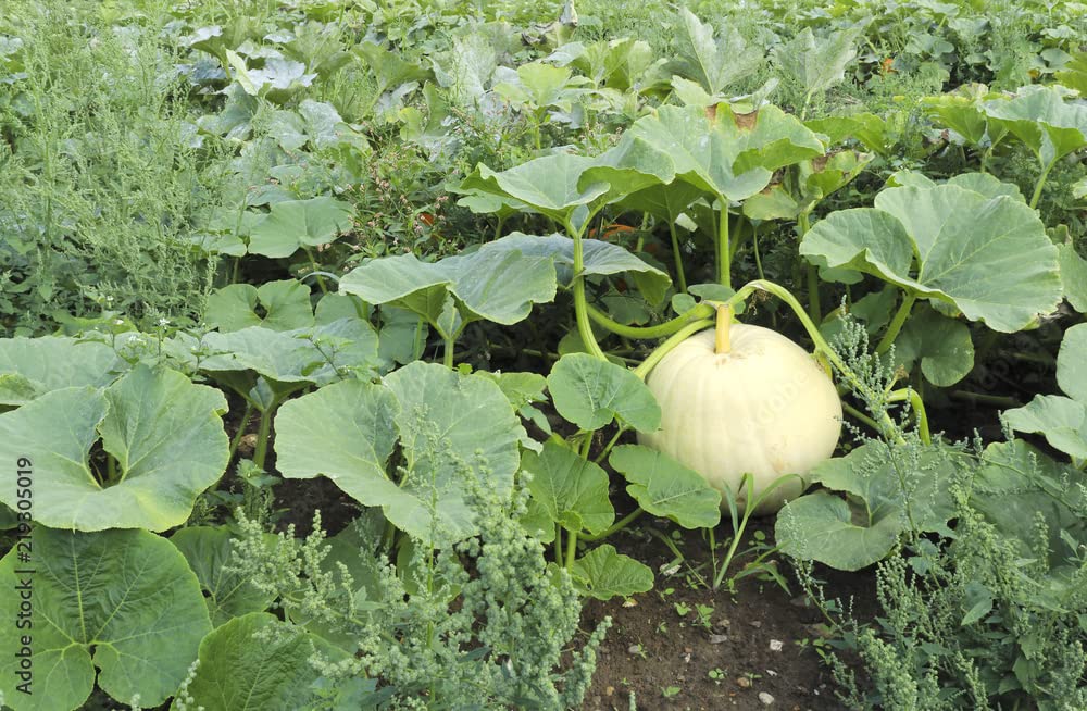 See full amazon price history chart for White kaddu seeds hybrid 100% germination (70 seeds) White kaddu seeds hybrid 100% germination (70 seeds) (B0C9YHX7DB) Amazon Price History, Amazon Price Tracker