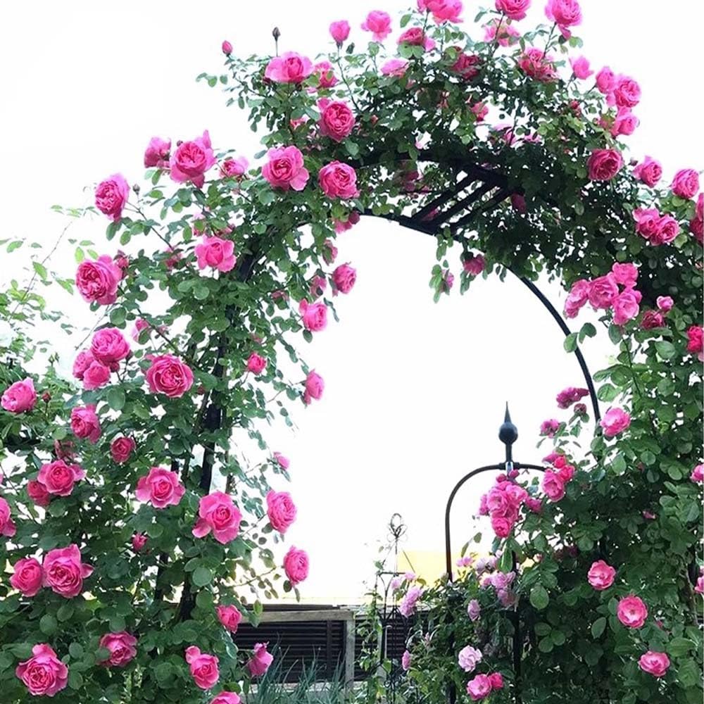 Arco da giardino in metallo resistente, bianco, 300 cm, per matrimoni, rampicanti, rose, rampicanti, supporto per esterni, decorazione per patio, resistente alla ruggine, varie opzioni di larghezza