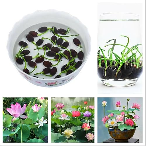 ZEshops 10 unidades de color mixto Bonsai Bowl Lotus plantas vivas pre-germinadas Bellezas acuáticas para serenidad interior y exterior