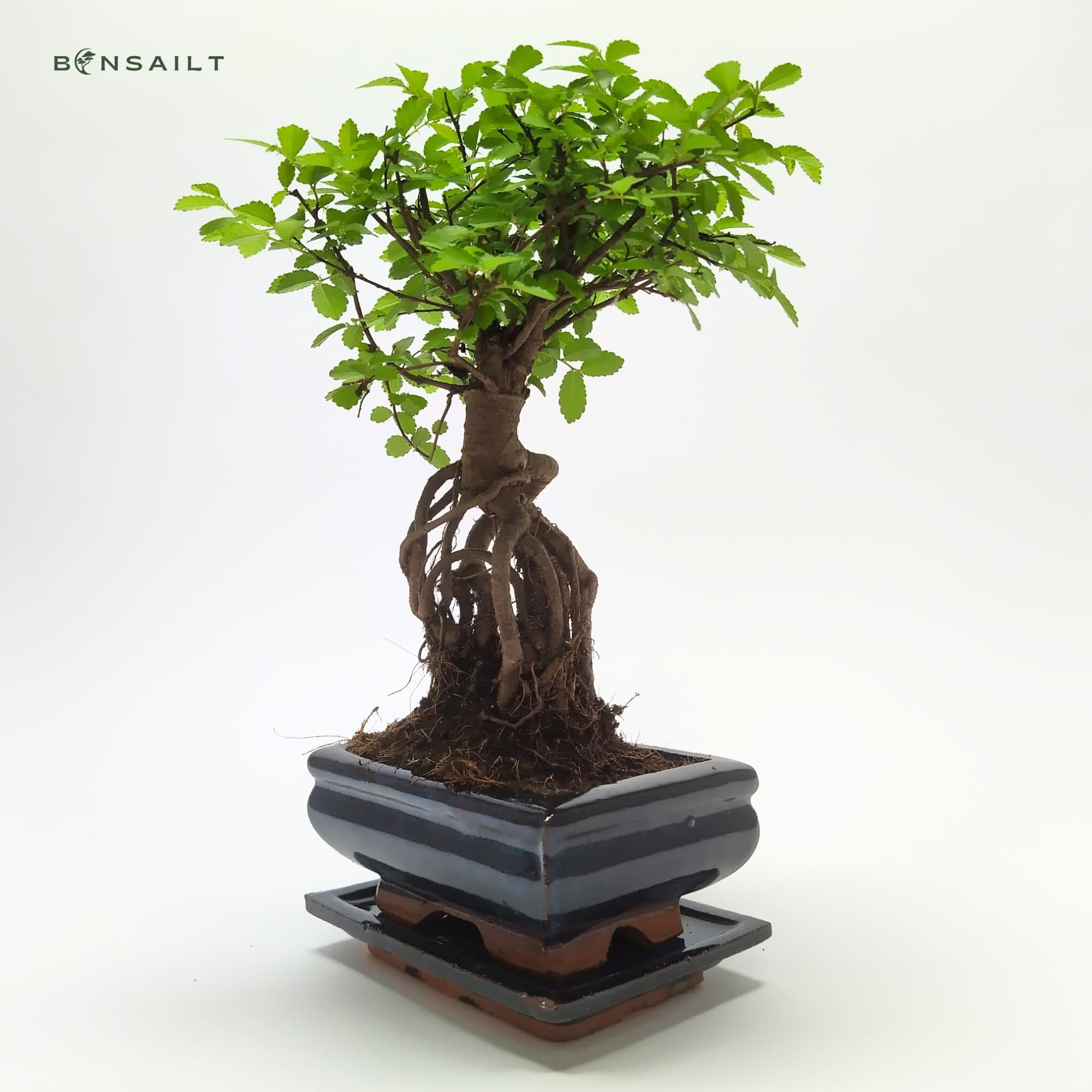 Bonsai Baum mit Keramik Blumentopf - Ulmen-Bonsai - ca. 6 Jahre (15cm Schale)