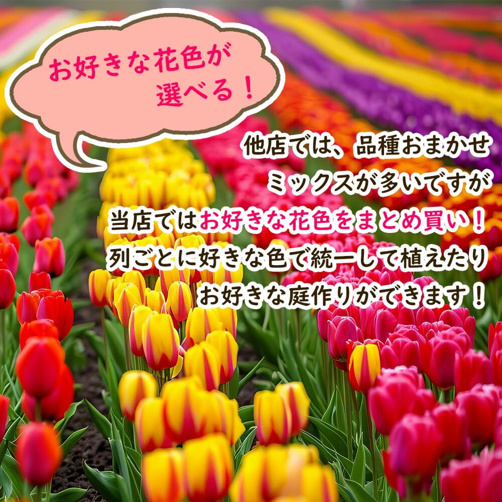 Amazon.co.jp: 「 ユリ咲き チューリップ 球根 オレンジ花 【7