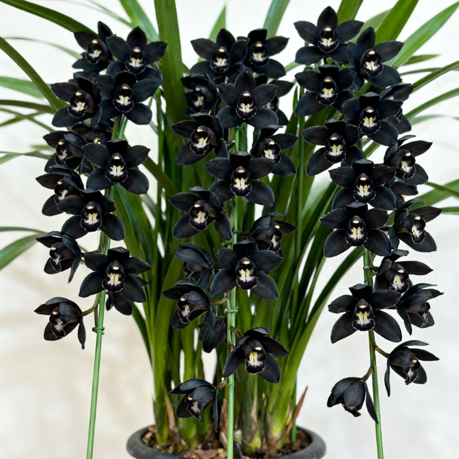 Hardy Cymbidium Bulbs & Outdoor Cymbidium Orchid Plants – Well-Suited for Balcony Settings, Creating Excellent Display-8 Rhizome-H