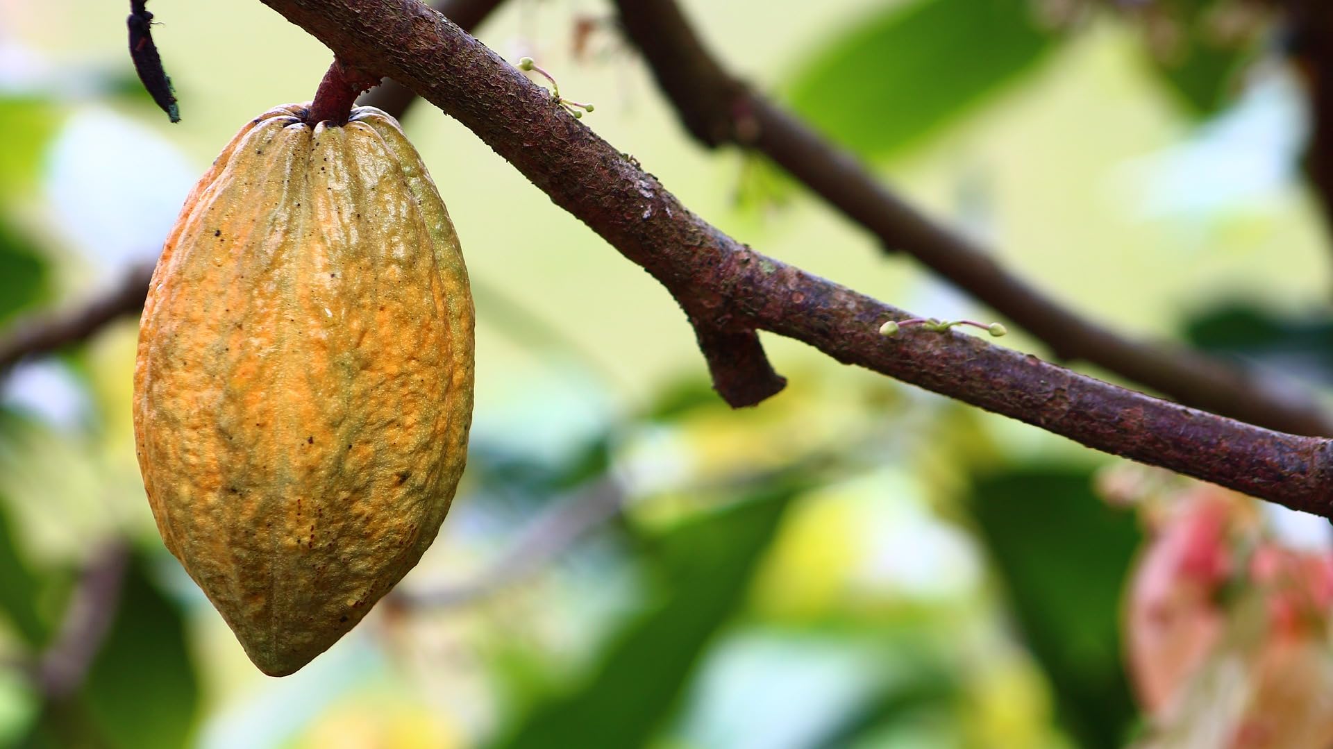 Meybona Urspungs-Schokolade Zartbitter | Peru | 72% Kakao | 10x100g | Schokoladentafel, ausgewählte Edelkakaobohnen, 72% Kakao, Bean-to-Bar, Single Origin Edel-Schokoladen