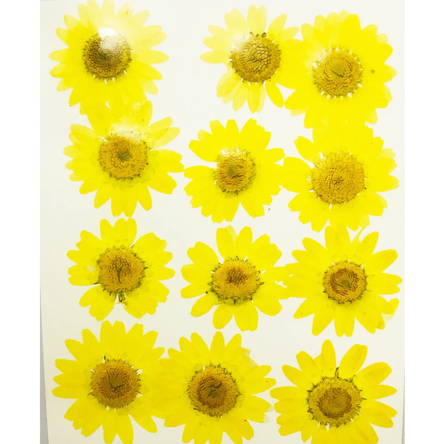 Tamilnadushopping 12Pcs Pressed Dried Natural Flower Epoxy Resin Nail Craft DIY (Single Colour) (Yellow)-image-16