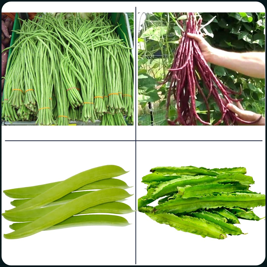 Sams Garden Store Desi Non-Hybrid Vegetable Seeds, 2 Types of Clove Beans & Yard Long Beans for Home Garden, Easy Growing Beans Seeds for Nutritious, Delicious & Fresh Vegetables, GMO-Free (B09VLDKKKG) Amazon Price History, Amazon Price Tracker