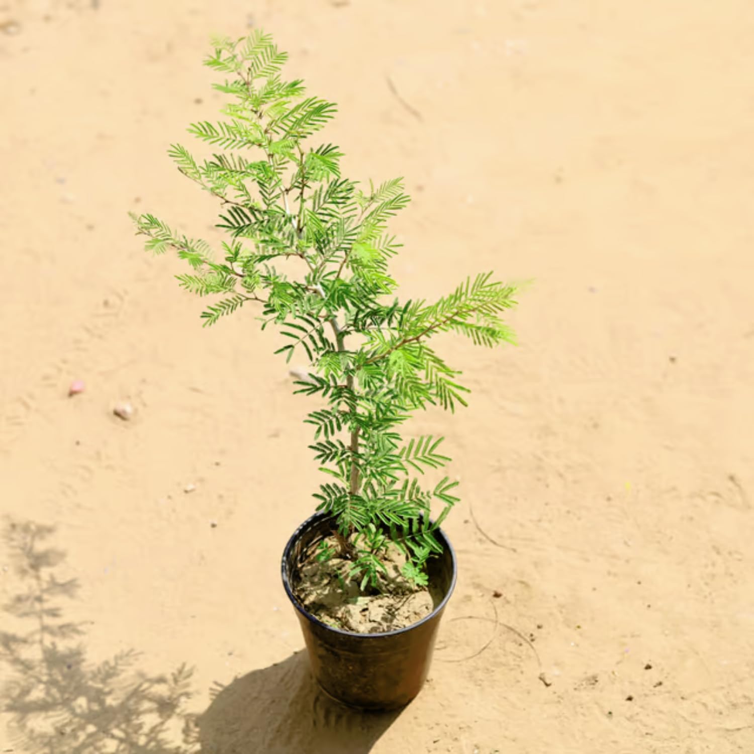 Shami Indoor Plant Low Maintenance for Home & Office | Beginner Friendly, Live Plant, Potted Plant, Indoor & Outdoor, Easy to Grow-image-23