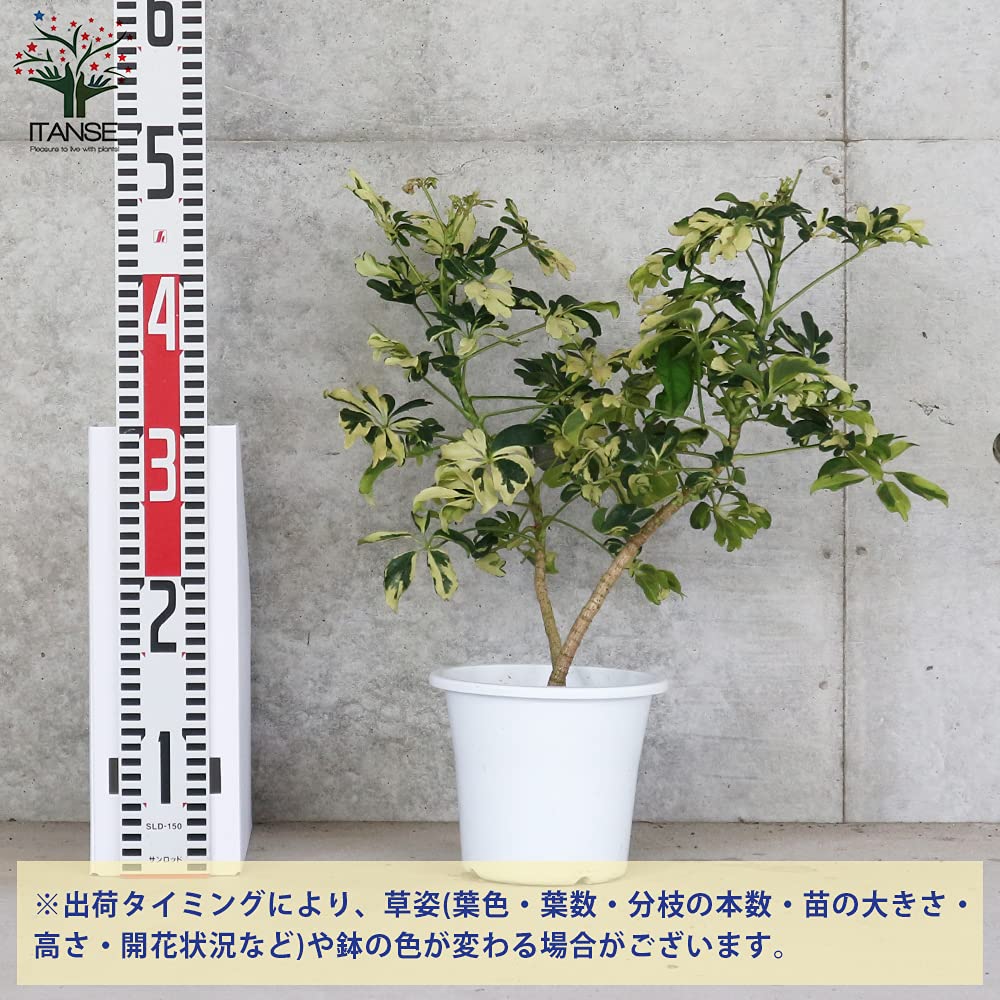 Amazon.co.jp: ホンコンカポック レナータ(斑入り品種)観葉植物 5号