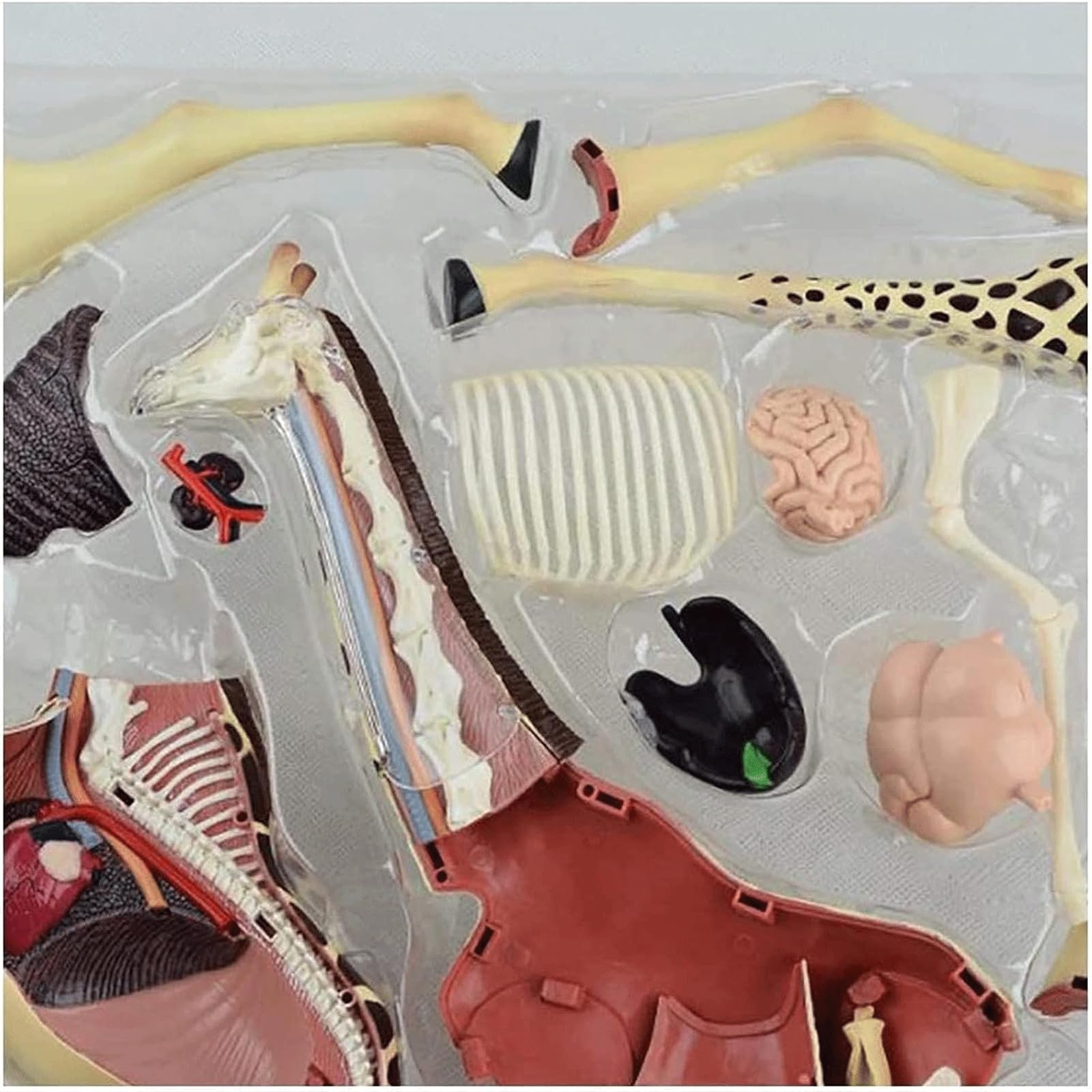 Modelo de órganos de Jirafa, Modelo anatómico, Modelo Animal de anatomía con 27 órganos extraíbles para demostración didáctica en Animales, formación Veterinaria en clínicas veterinarias, Modelo de a