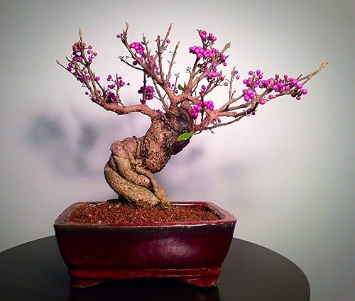 Bonsai Beauty Berry - Callicarpa Americana - 20 semillas - Semillas sin OMG, enviadas desde Iowa. Fabricado en Estados Unidos. Frutas Bonasi