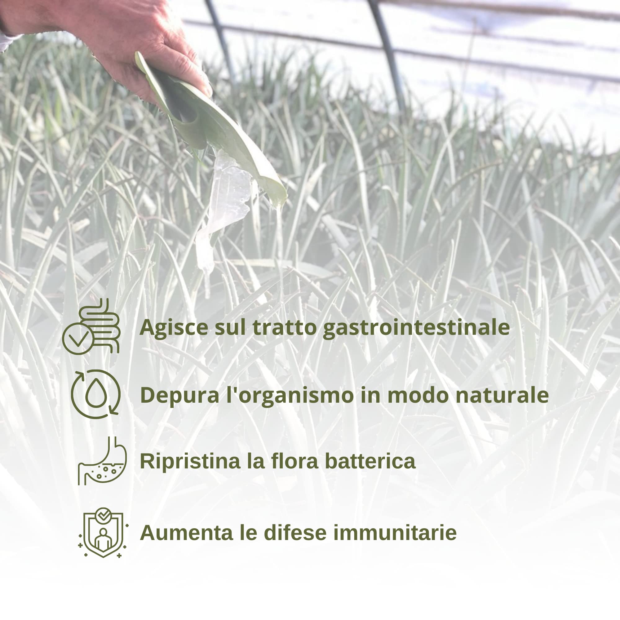 Benessence - Jugo Orgánico de Aloe Vera 99.9% - 3 x 1L