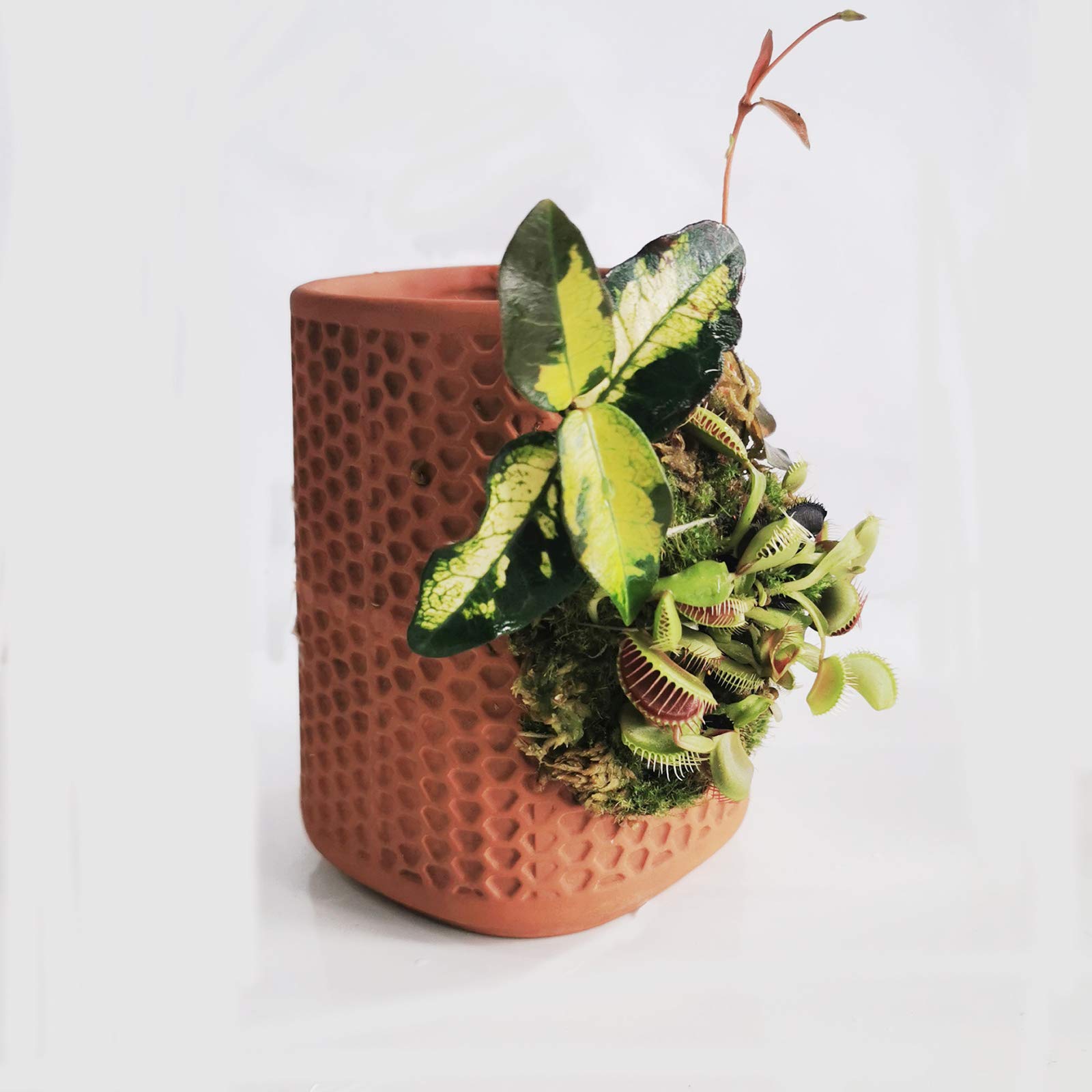 Amazon.co.jp: テラプランターテラプランター、ラウンドテラコッタ