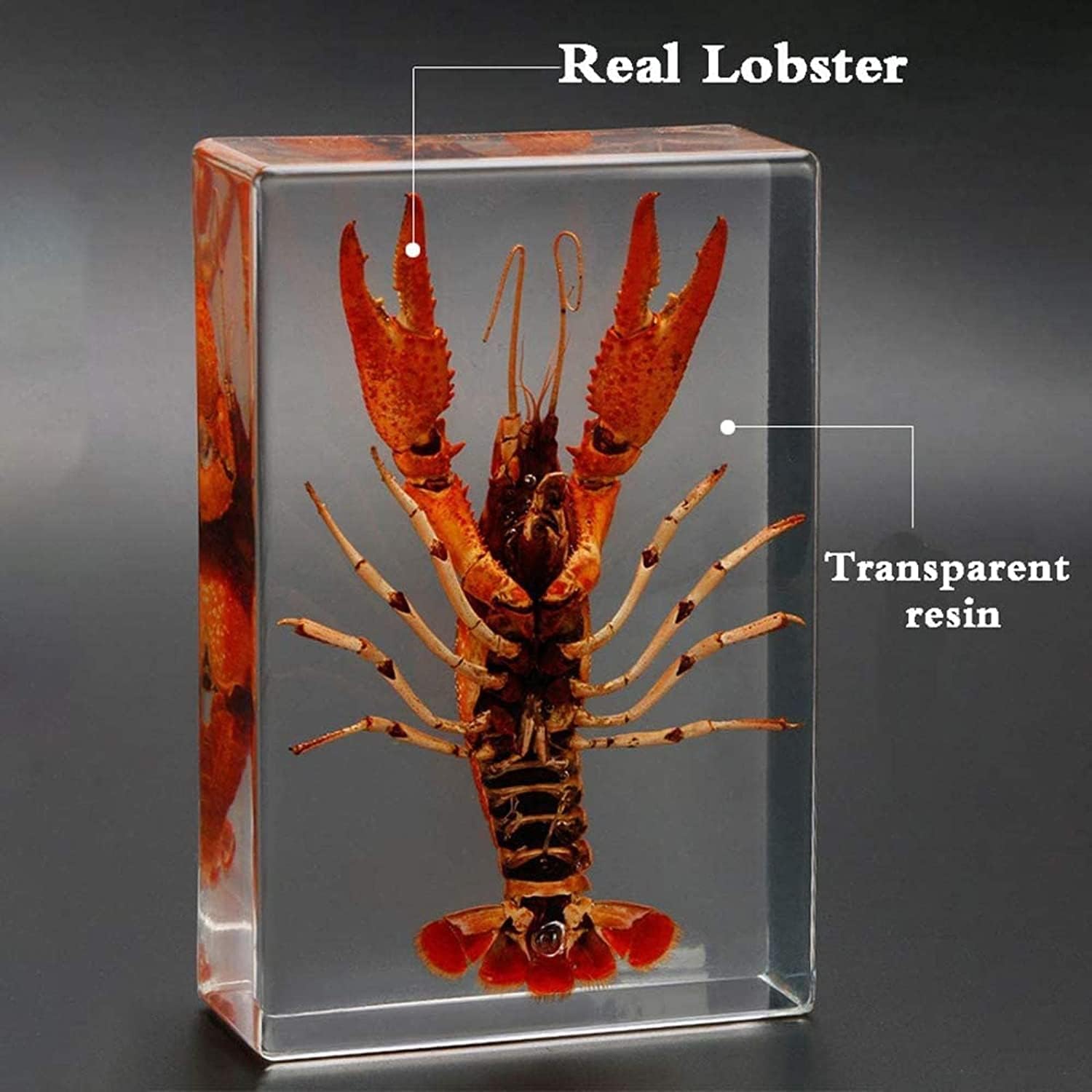 Real Taxidermy Lobster, Lobster Specimen, Insects in Resin, Collections and Education Real Bugs Insect Resin Specimen, Ornaments Decoration