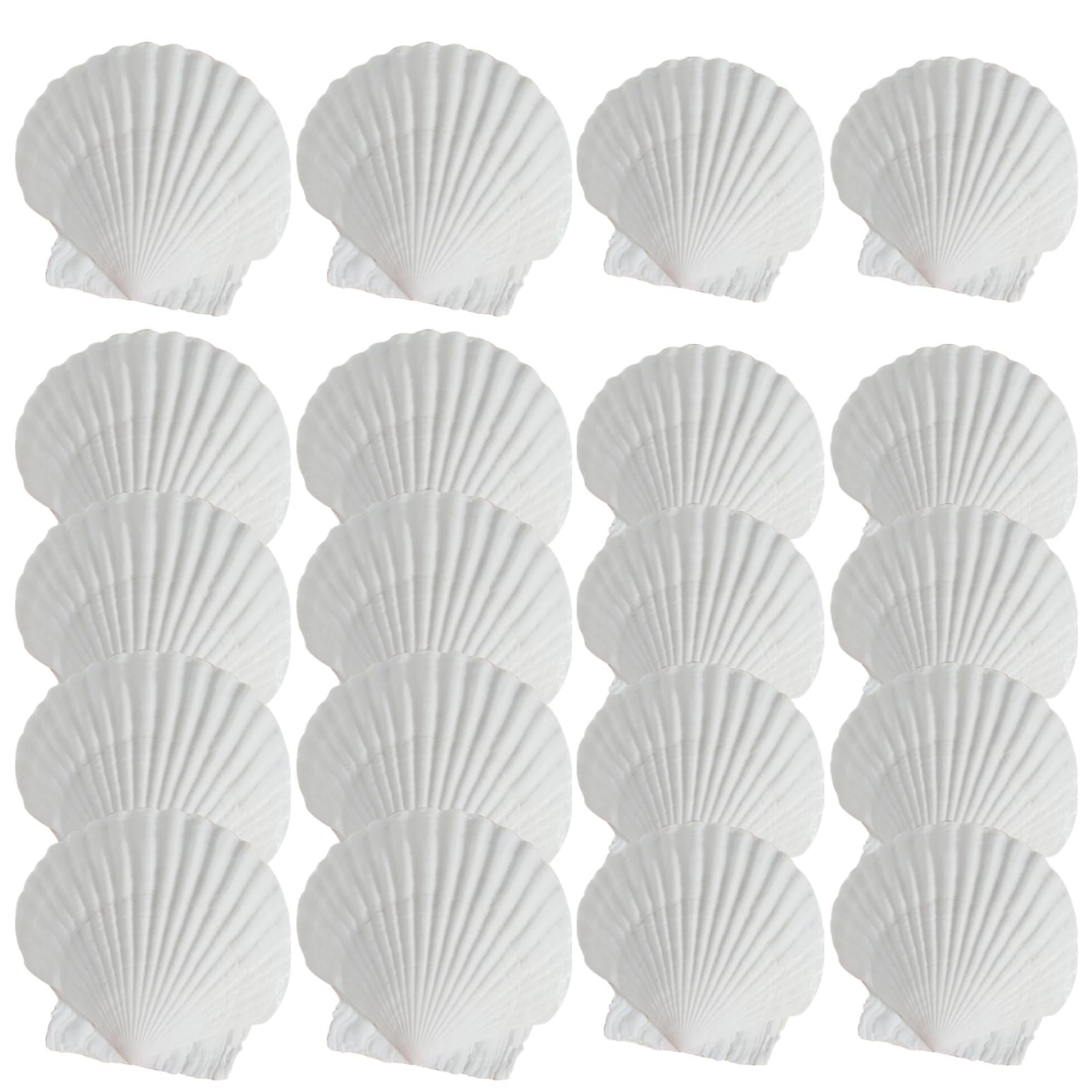 Guscio Di Capasante Naturale - Per Decorazione, Artigianato E Tema Spiaggia - Foto 4