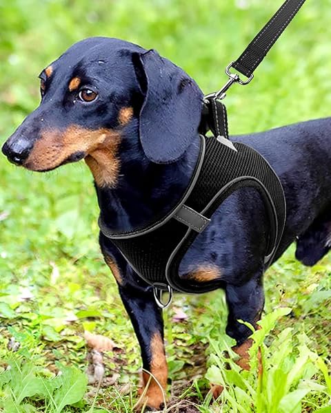 Joytale Pettorina Cane con Morbida Imbottito, per Gatto e Cucciolo, Pettorine Rifrangente Cani con Maglia Traspirante per Passeggio, Nero, M - 2
