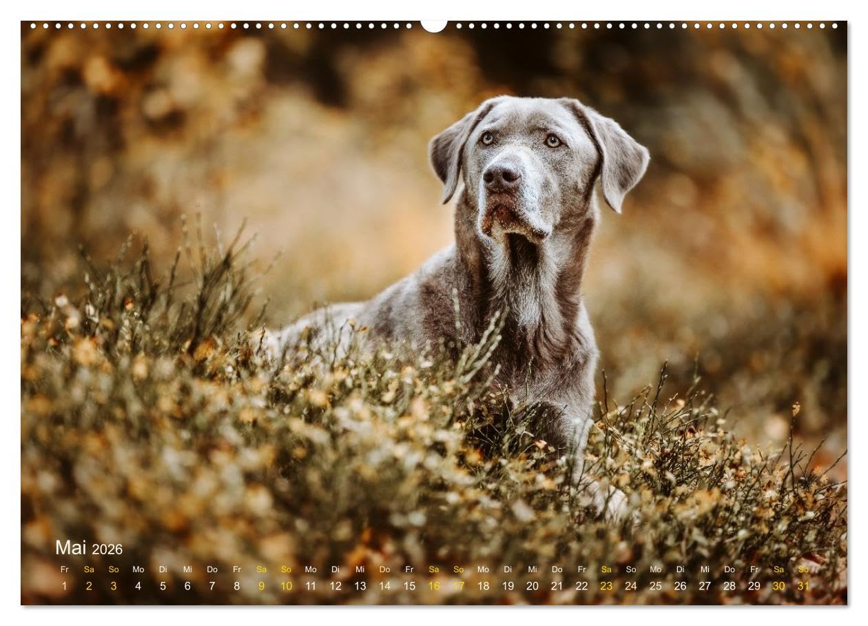 Verzauberung Labrador Retriever 2026 (Wandkalender 2026 DIN A2 quer), CALVENDO Monatskalender