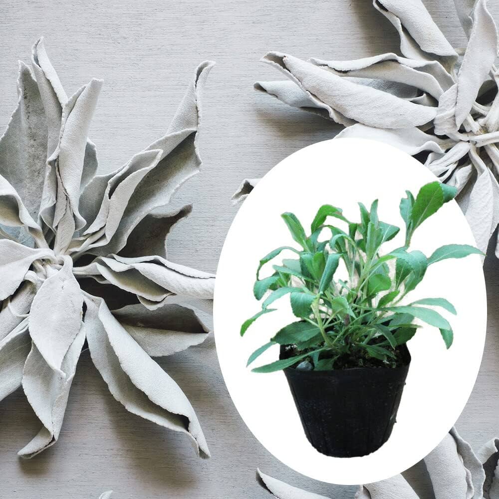 Amazon.co.jp: セージ 苗 「 ホワイトセージ 」【 1株 】9cm