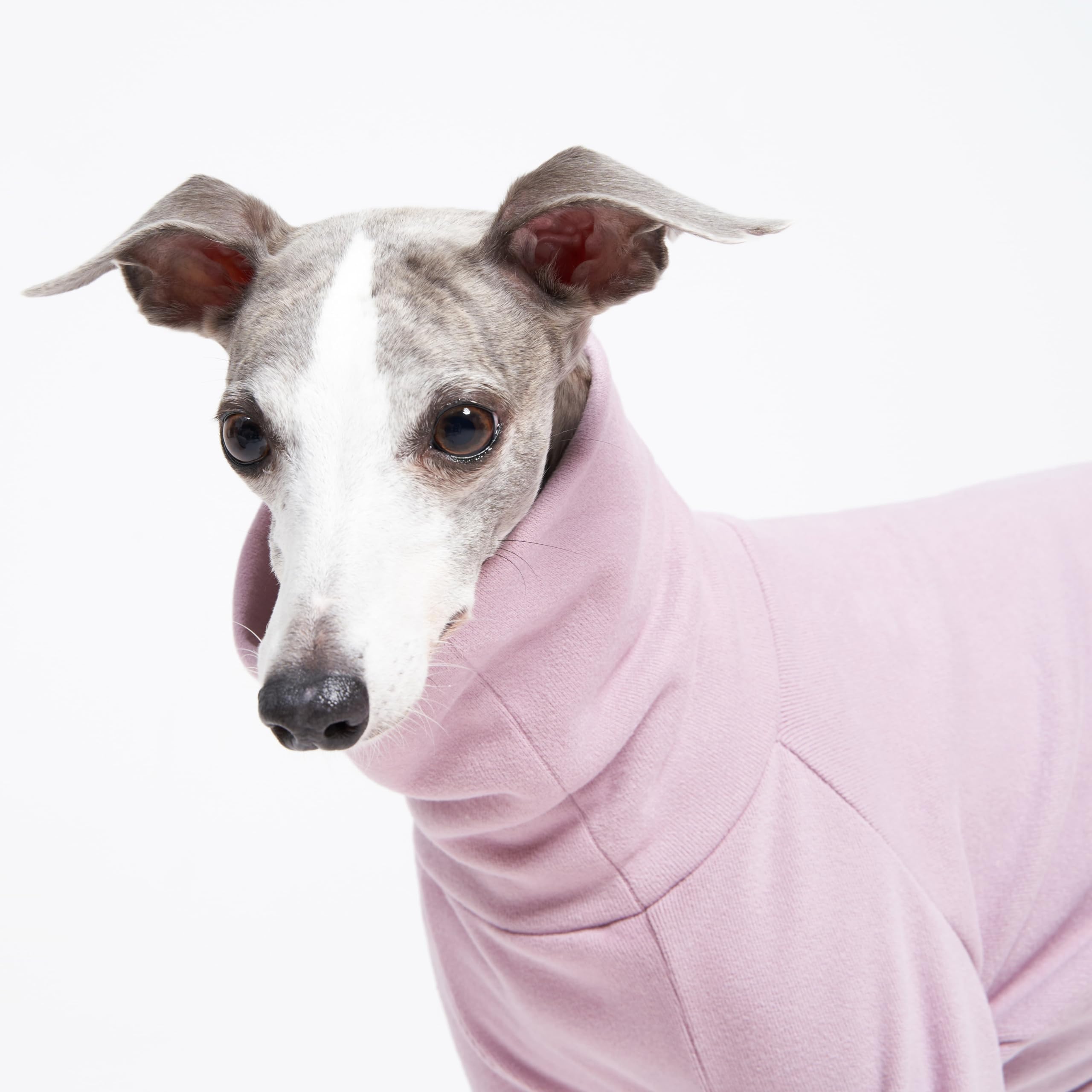 ESCCBOO Tuta Intima In Cotone Morbido Per Levrieri Italiani, Whippet, Galgo – Pigiama Caldo, Taglia L, Viola