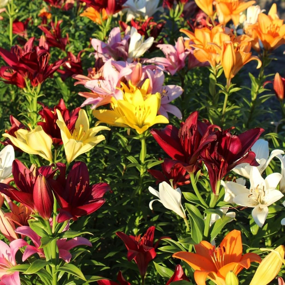 Lily Bulbs for Spring Planting -10 Lilium Oohs and Aahs Mixed Perennial Flower Bulbs - Flowers with Bright Red, Yellows, Magentas, Golds and Oranges